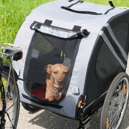 petit chien dans une remorque à vélo