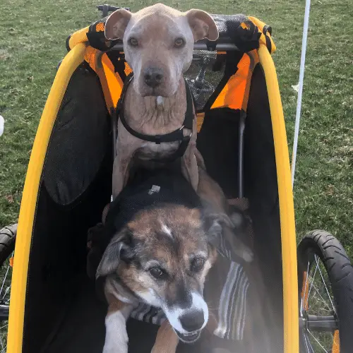 deux chiens dans une remorque à vélo